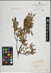 Foto von Salix lapponum L.